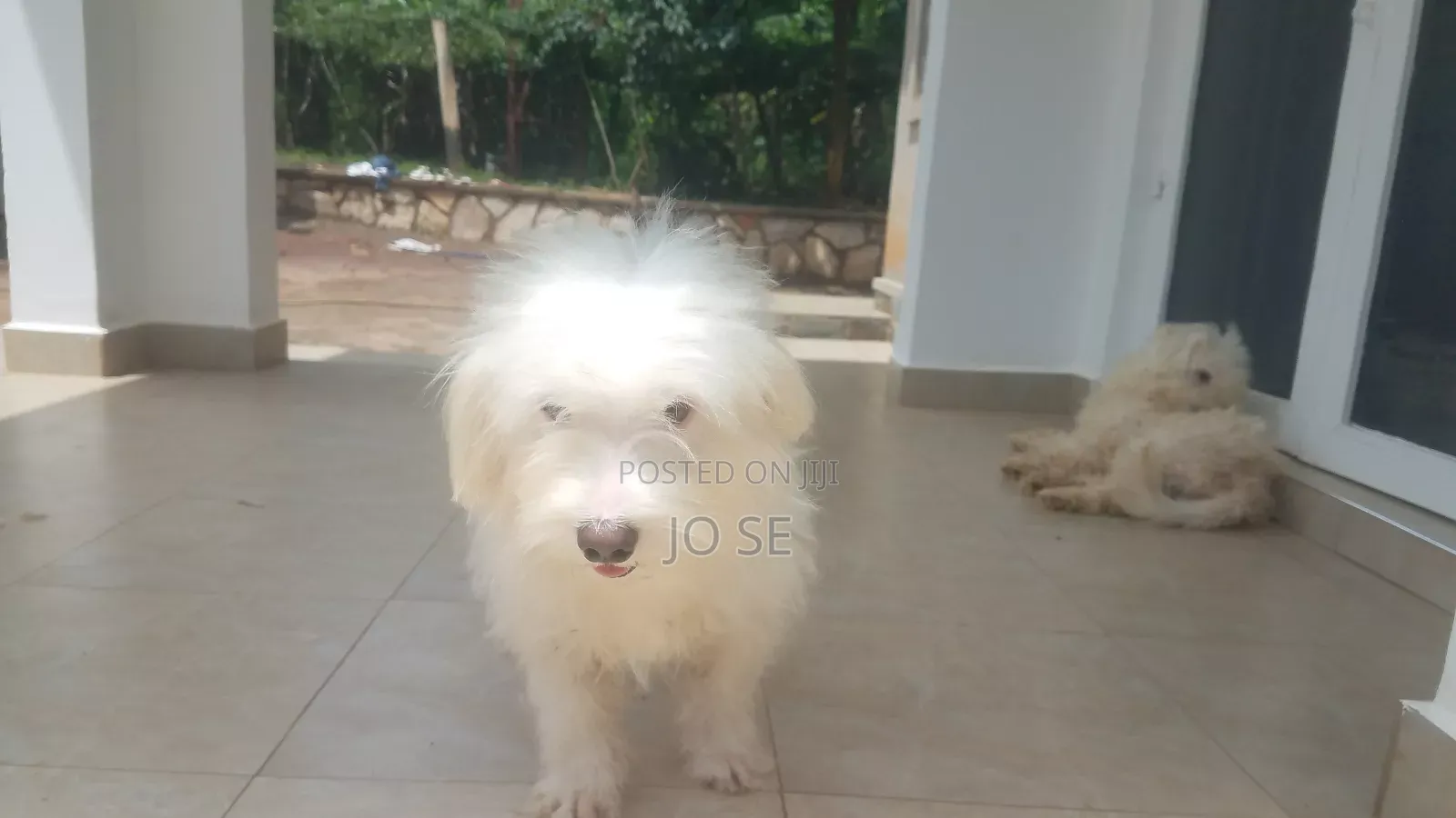 6-12 months Male Purebred Maltese