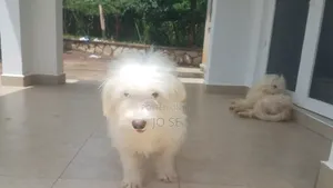 6-12 months Male Purebred Maltese