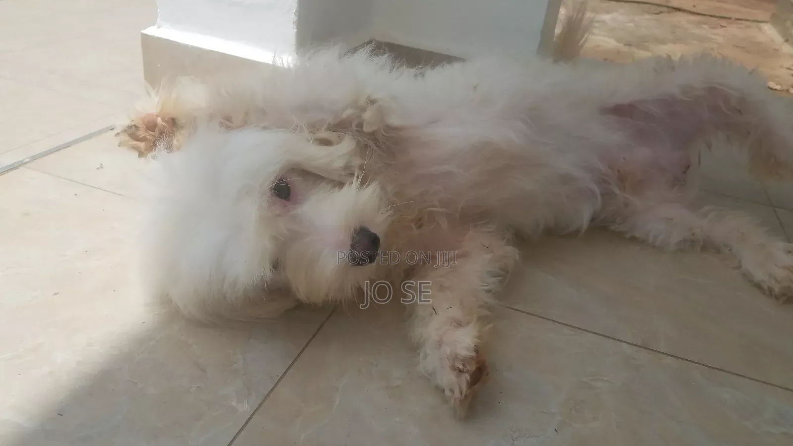 6-12 months Male Purebred Maltese