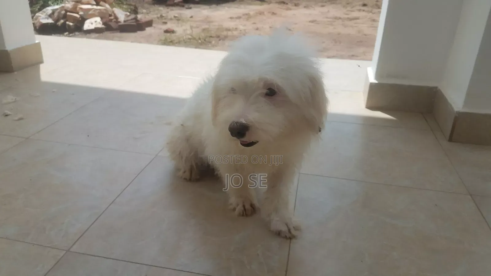 6-12 months Male Purebred Maltese