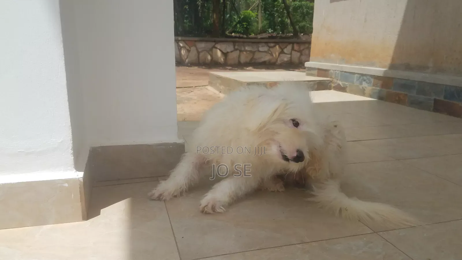 6-12 months Male Purebred Maltese