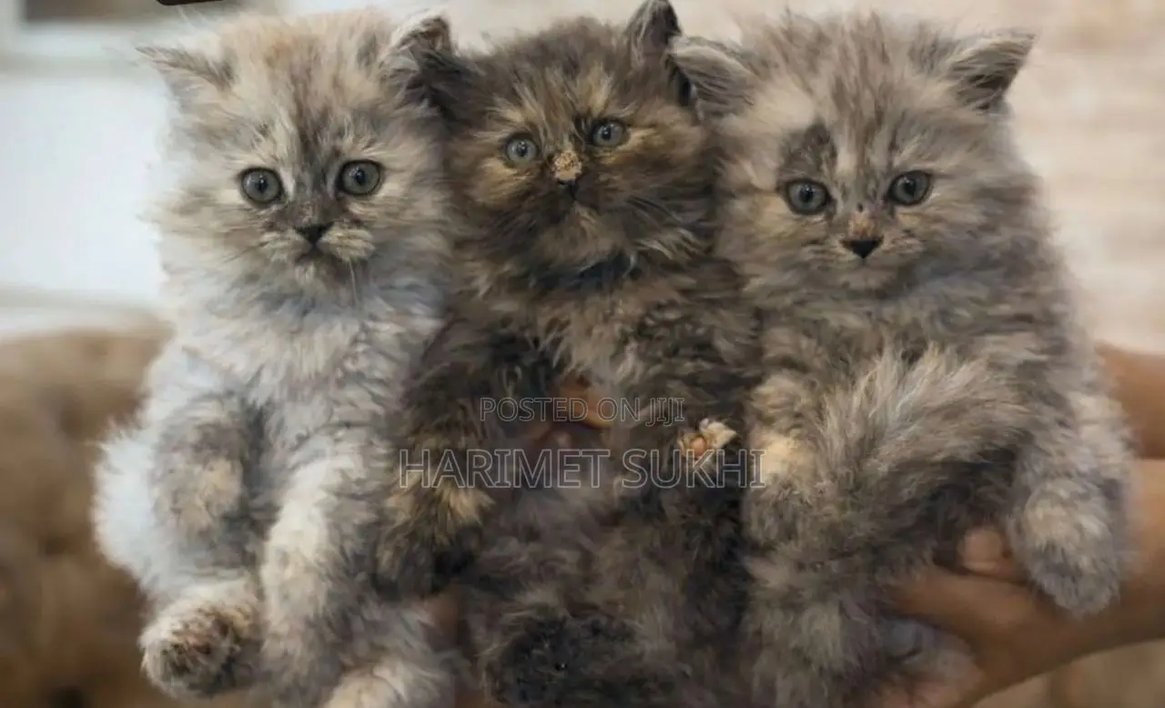 1-3 months Male Purebred Persian