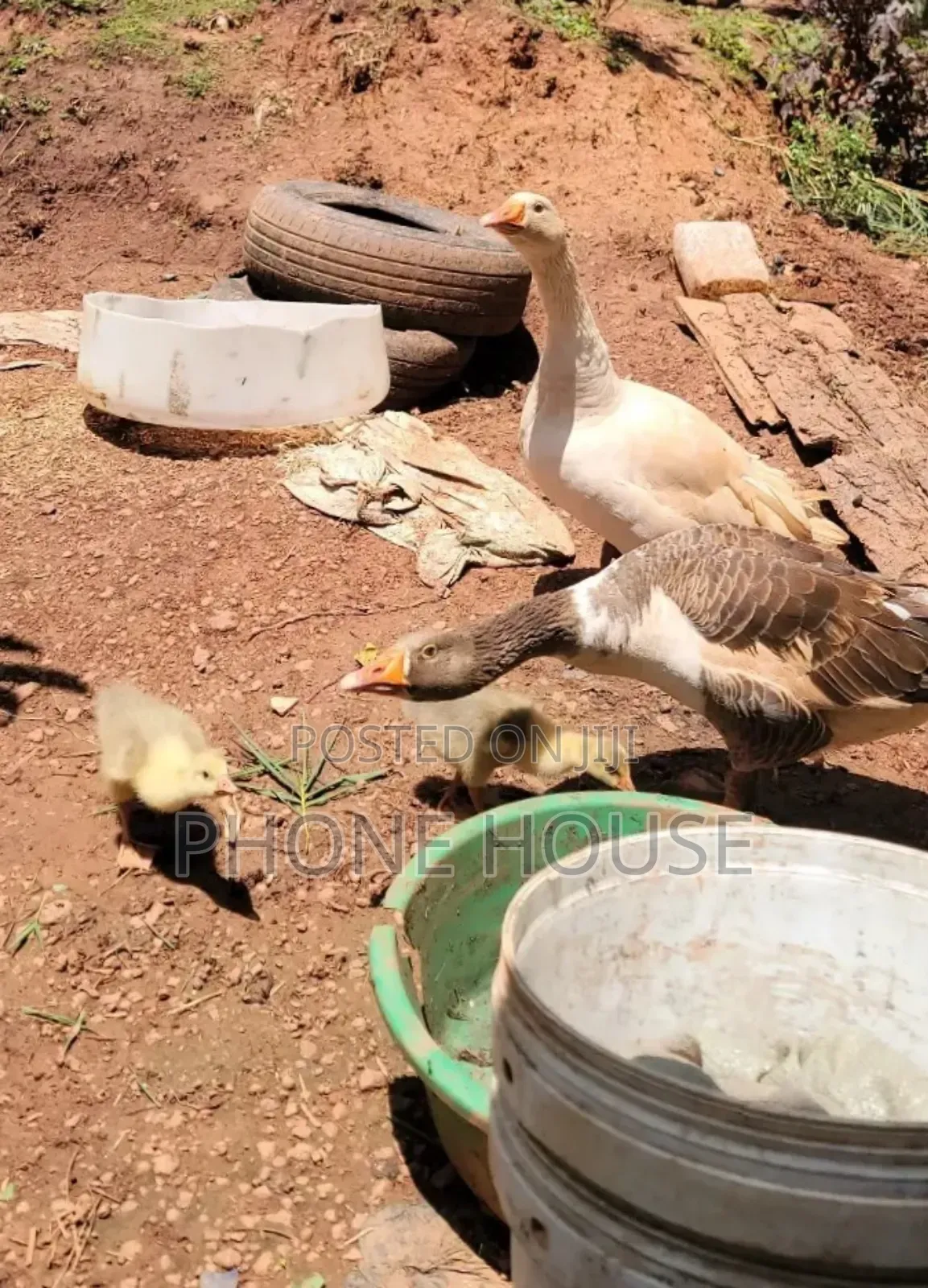 Goose, Geese, Mbaata Kabuzi (Goat Duck) 4home&Farm Security