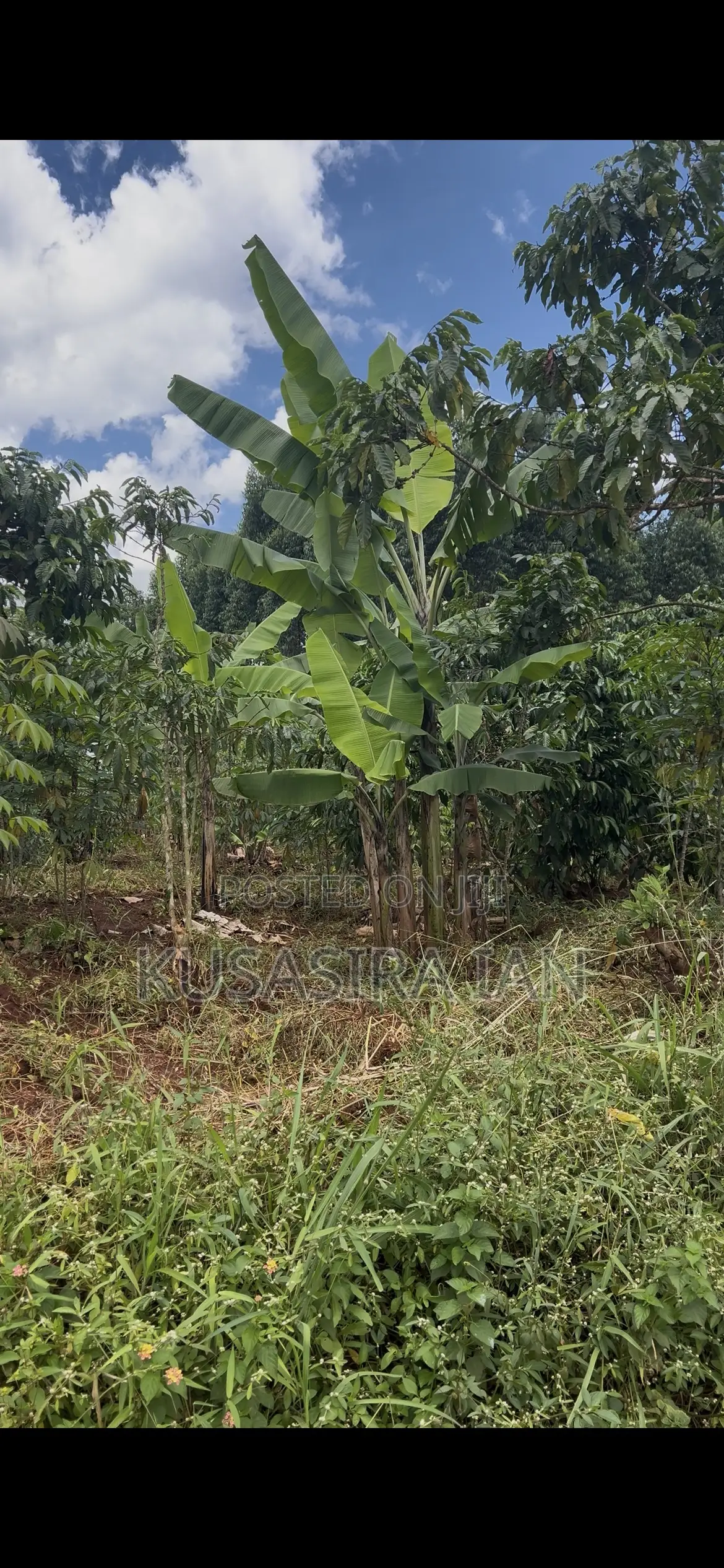 Quick Sale Plot 50*100