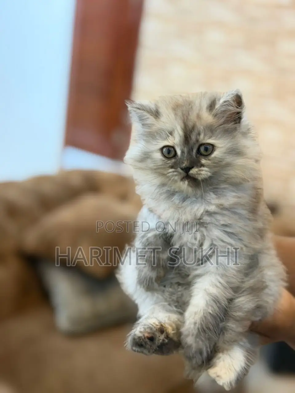 1-3 months Male Purebred Persian