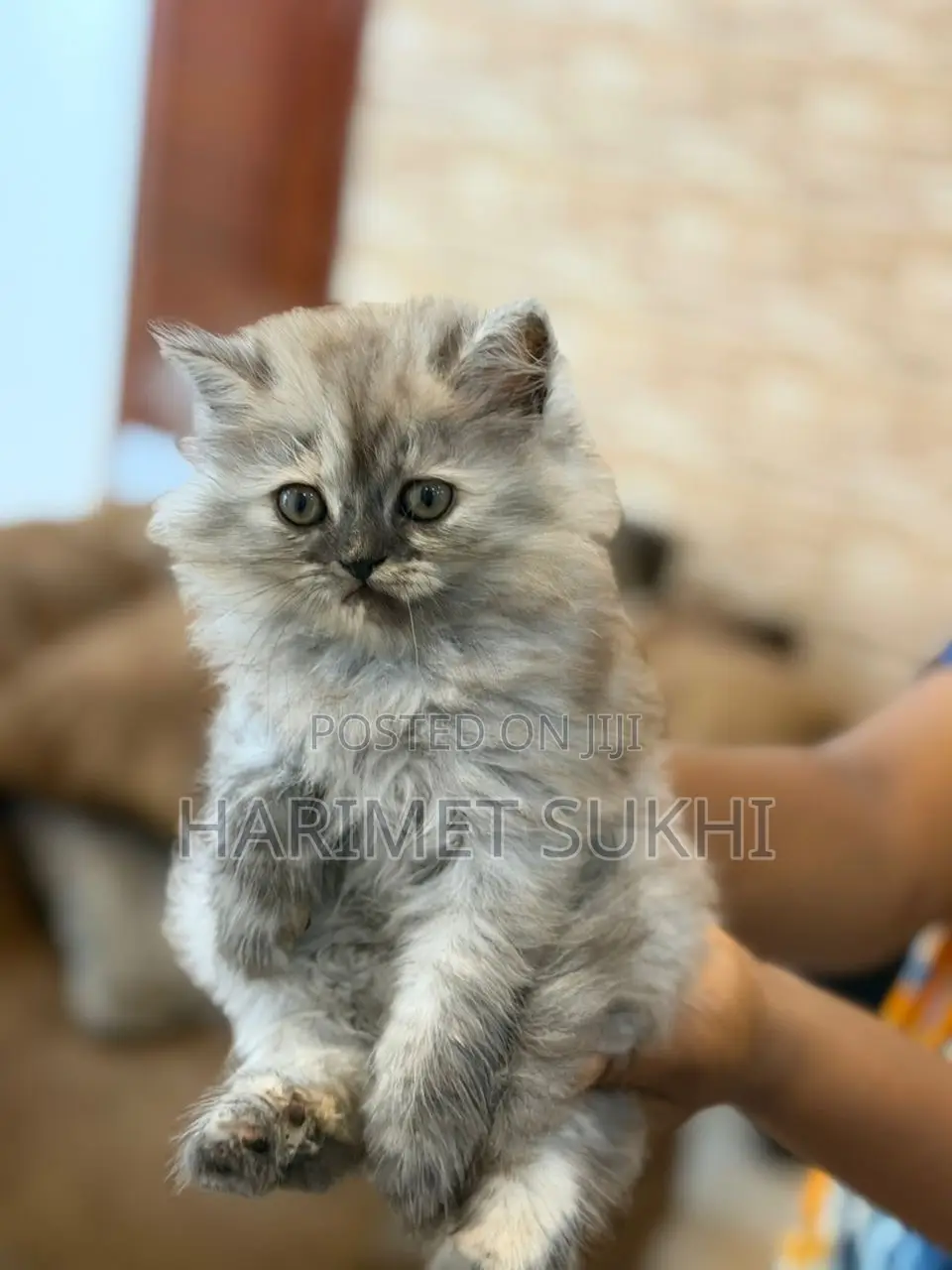 1-3 months Male Purebred Persian