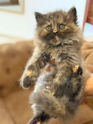 1-3 months Male Purebred Persian