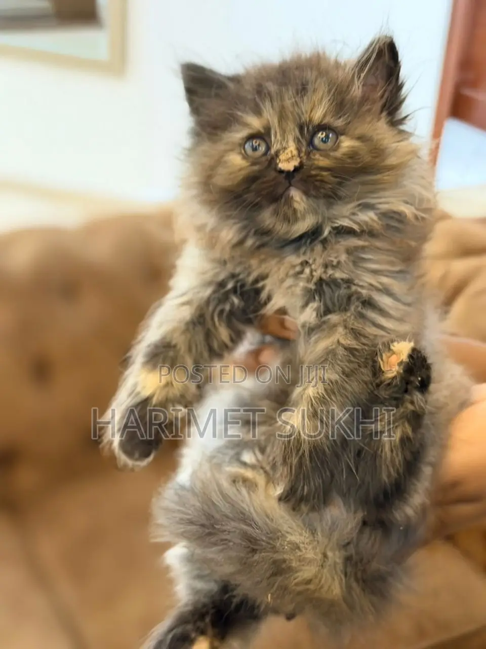 1-3 months Male Purebred Persian