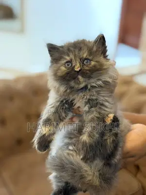 1-3 months Male Purebred Persian