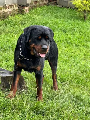 3-6 months Female Purebred Rottweiler