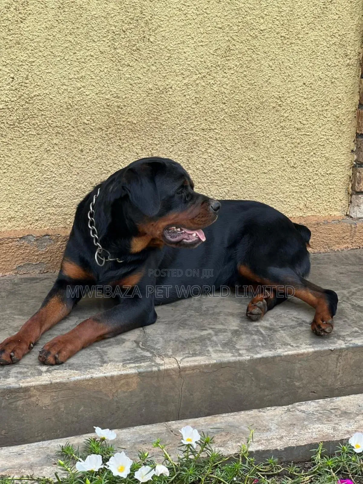3-6 months Female Purebred Rottweiler