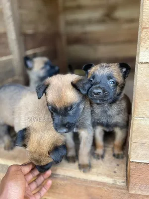 1-3 months Male Mixed Breed Belgian Malinois
