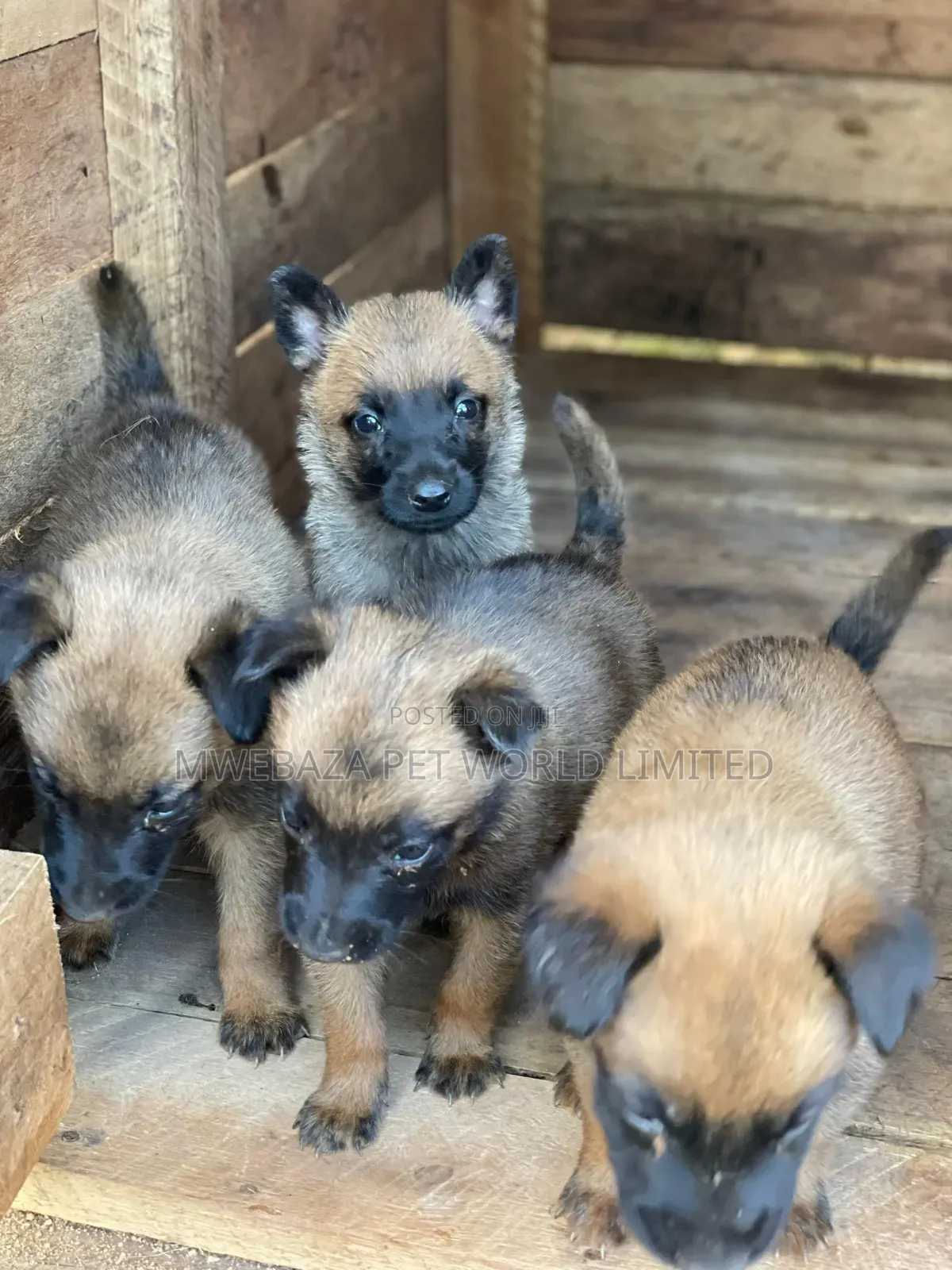 1-3 months Male Mixed Breed Belgian Malinois