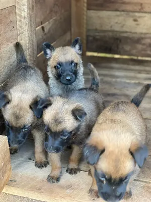 1-3 months Male Mixed Breed Belgian Malinois