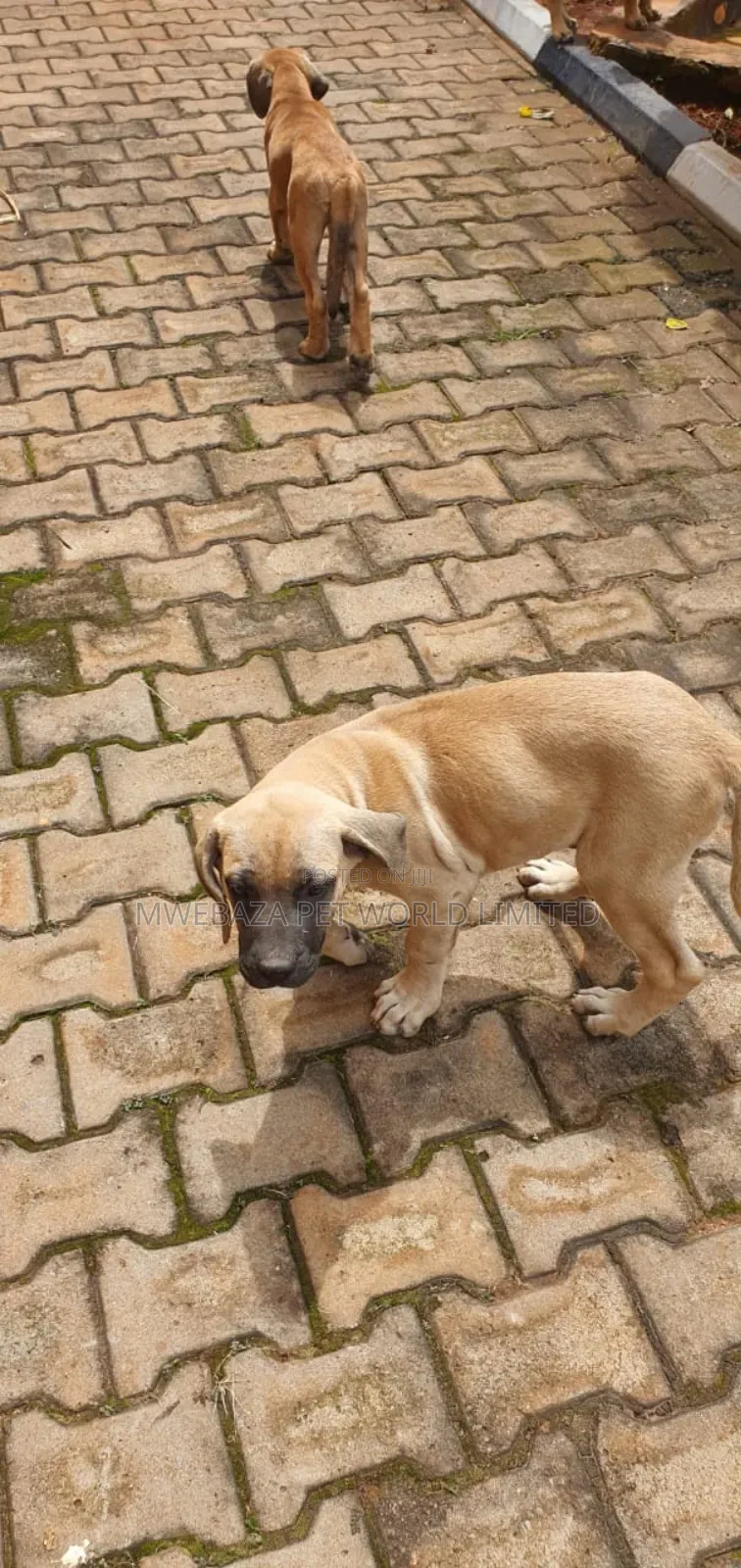 3-6 months Male Purebred Boerboel