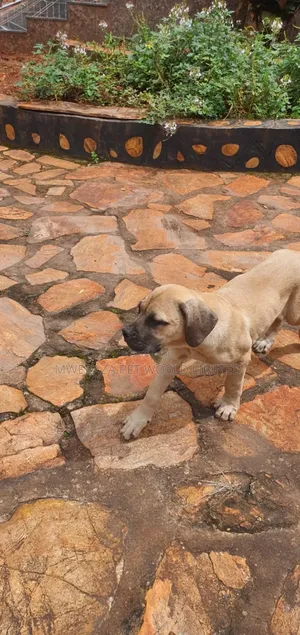 3-6 months Male Purebred Boerboel
