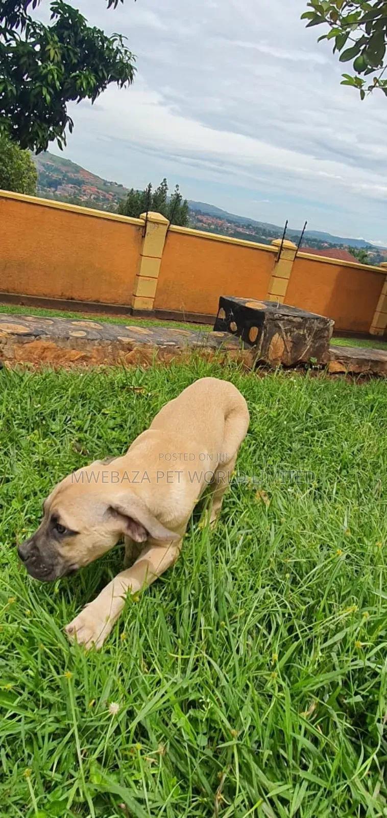 3-6 months Male Purebred Boerboel
