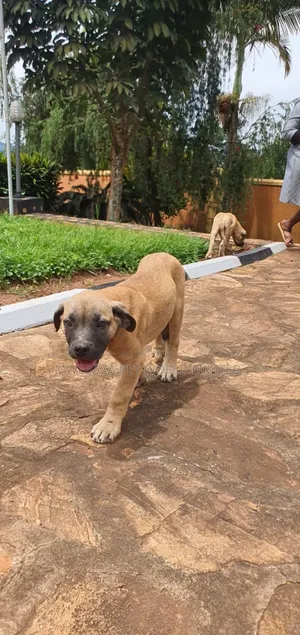 3-6 months Male Purebred Boerboel