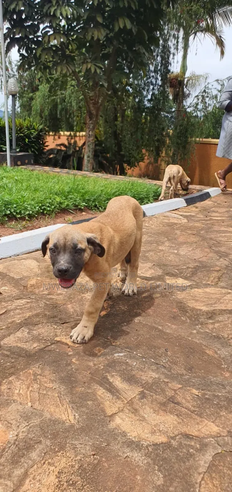 3-6 months Male Purebred Boerboel