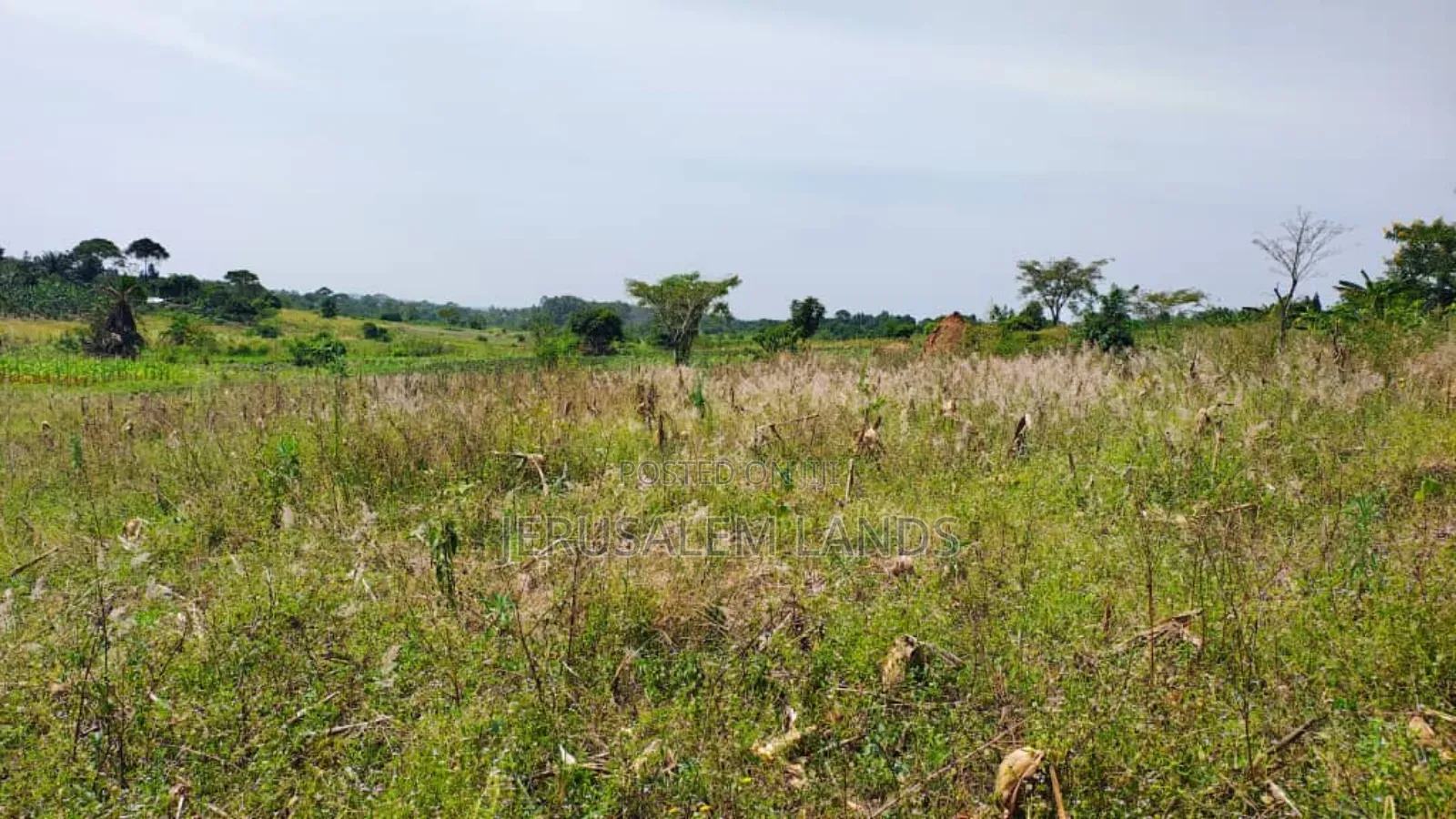 Farm of 1.5 Acers at Only 38m Bombo Just 20km From Kampala Title Privt