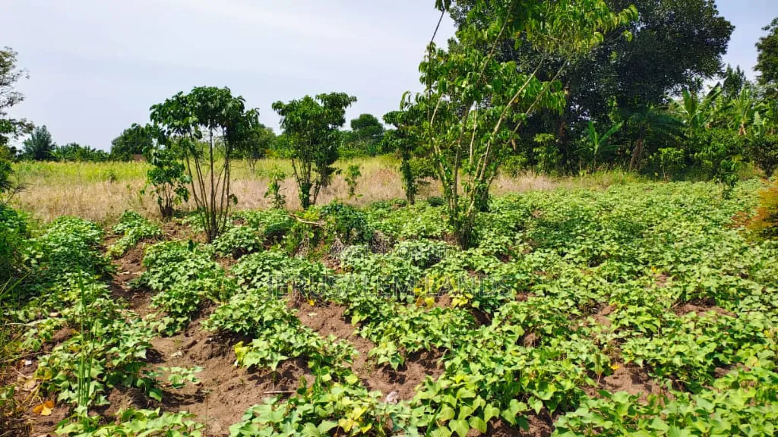 Farm of 1.5 Acers at Only 38m Bombo Just 20km From Kampala Title Privt