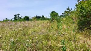 Farm of 1.5 Acers at Only 38m Bombo Just 20km From Kampala Title Privt
