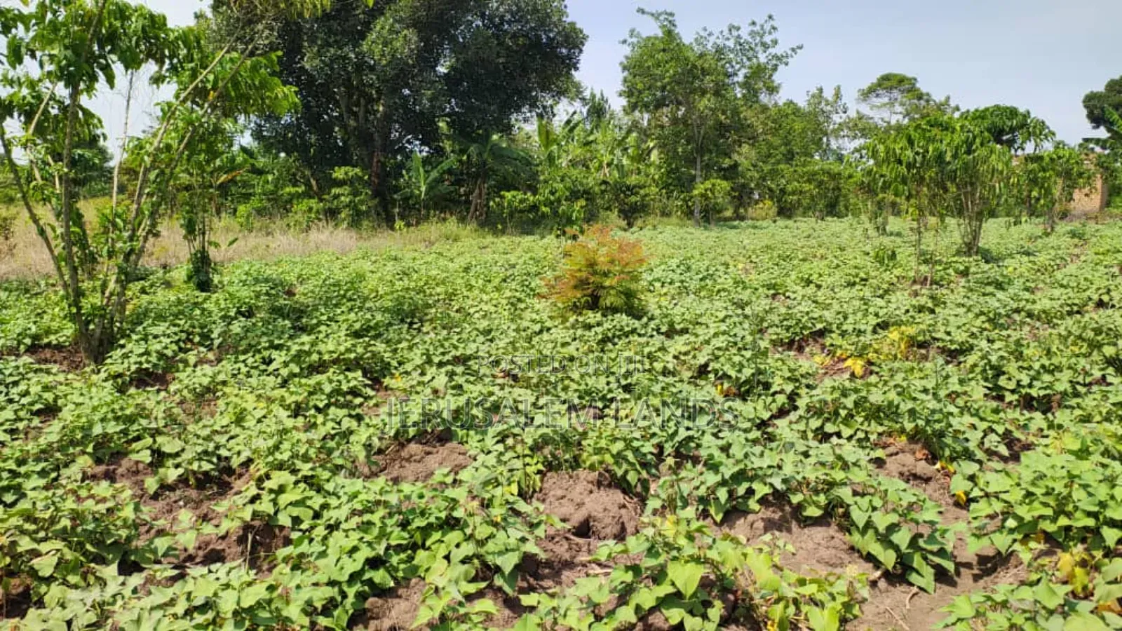Farm of 1.5 Acers at Only 38m Bombo Just 20km From Kampala Title Privt