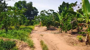 Farm of 1.5 Acers at Only 38m Bombo Just 20km From Kampala Title Privt