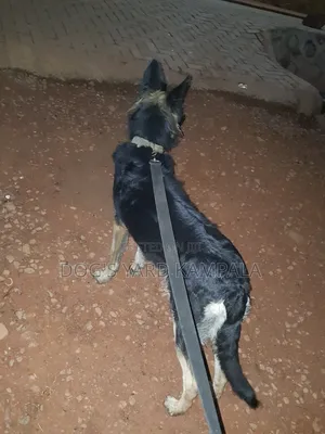 3-6 months Female Purebred German Shepherd