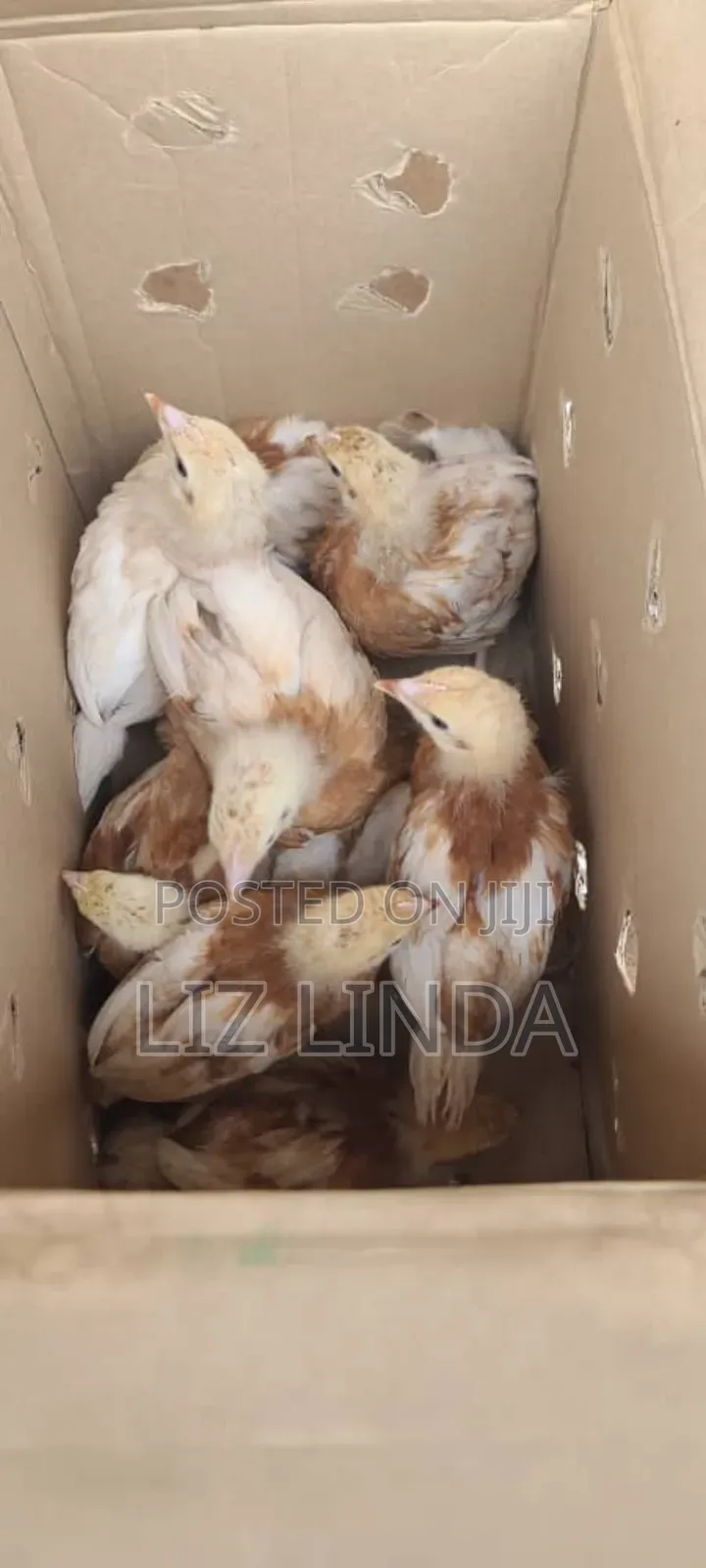 Isa Brown Layer Chicks
