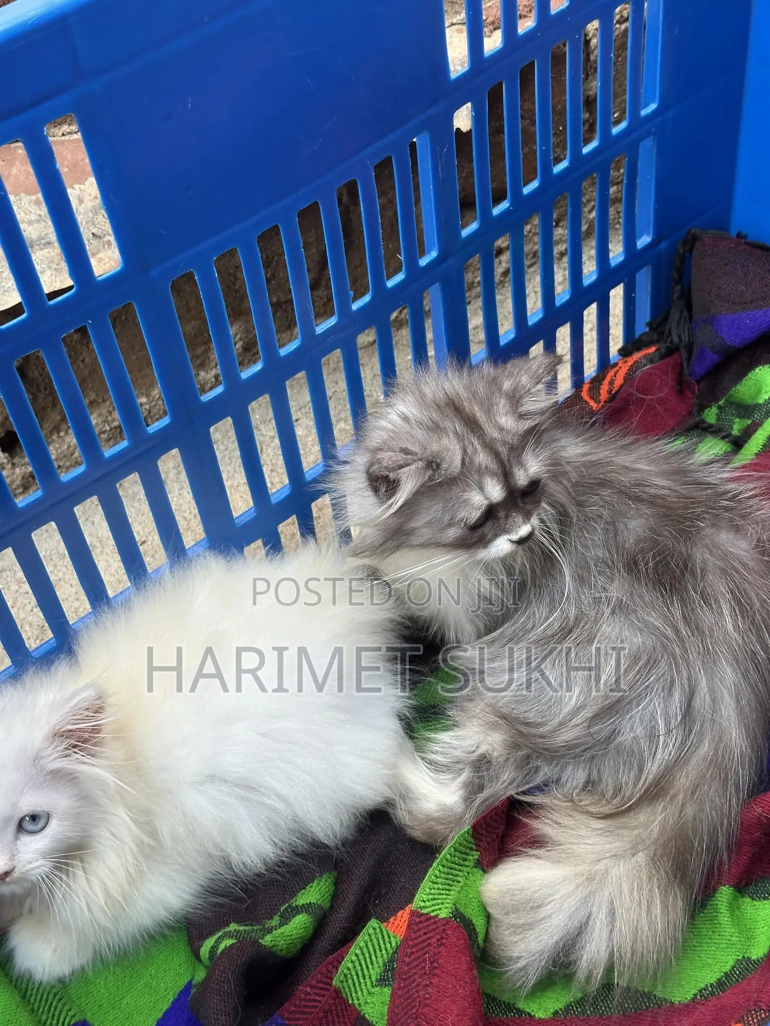 1-3 months Male Purebred Persian