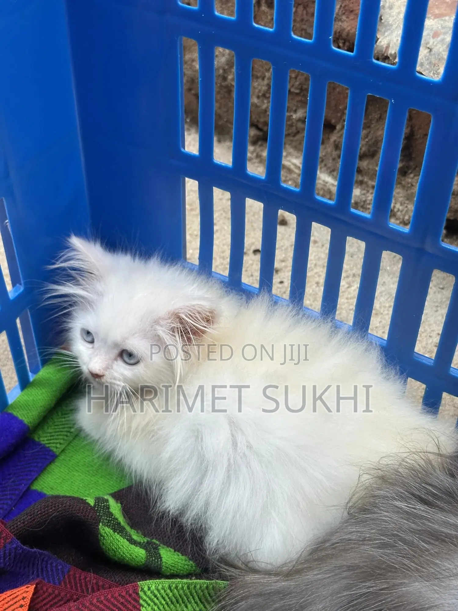 1-3 months Male Purebred Persian