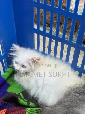 1-3 months Male Purebred Persian