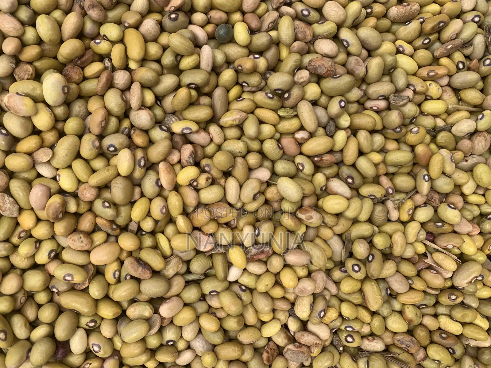 Yellow Beans