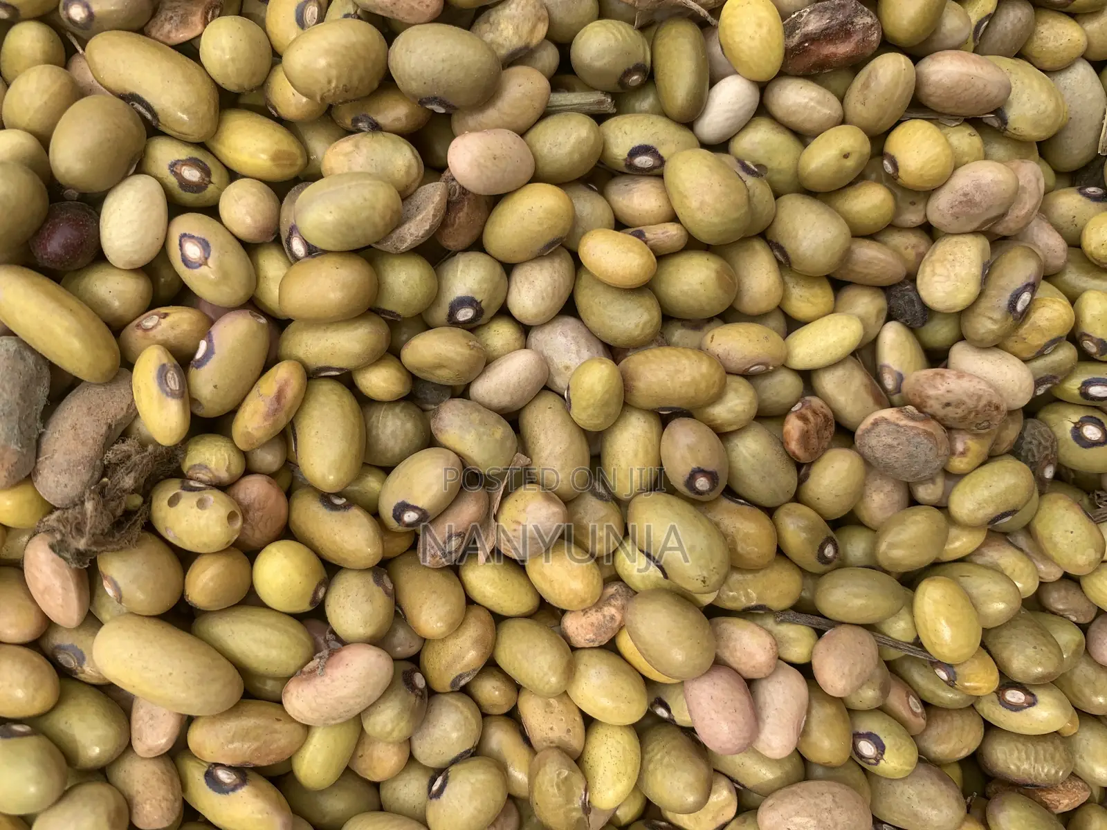 Yellow Beans