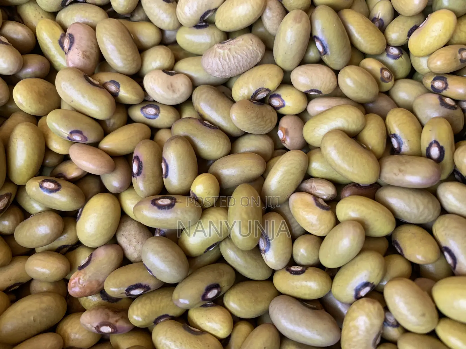 Yellow Beans