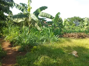 5bdrm House in Private, Wakiso / Wakiso for sale