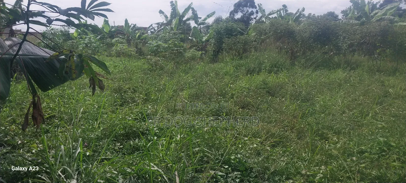 Land and Plot