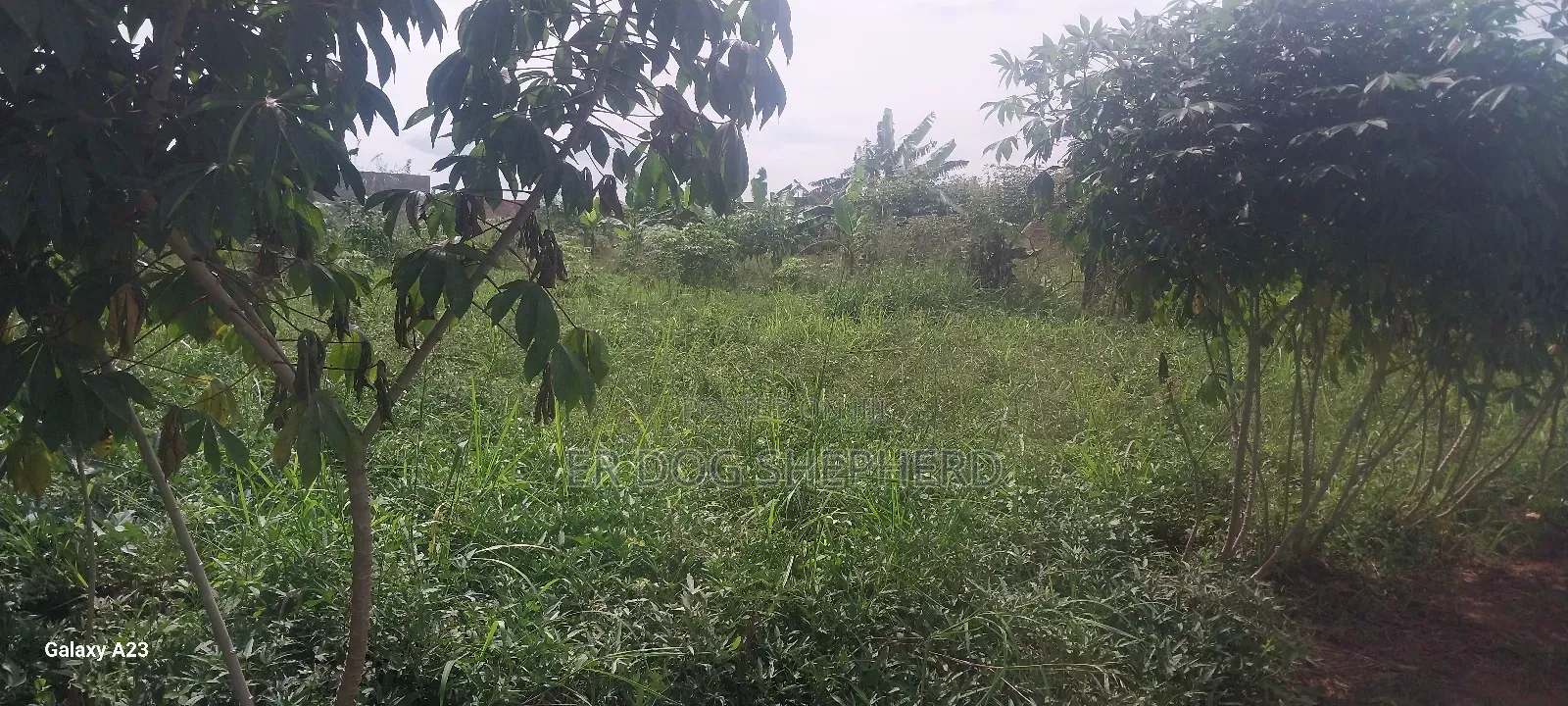 Land and Plot