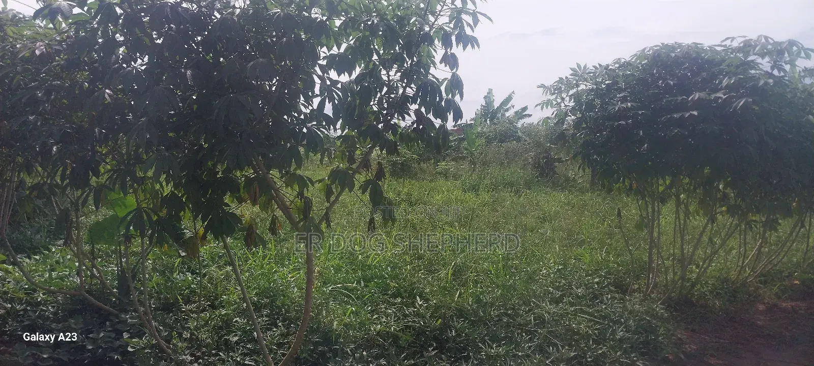 Land and Plot
