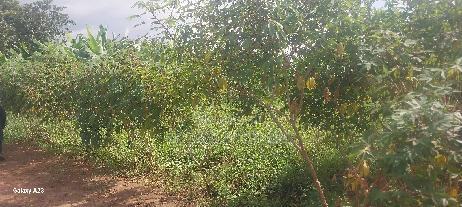 Land and Plot