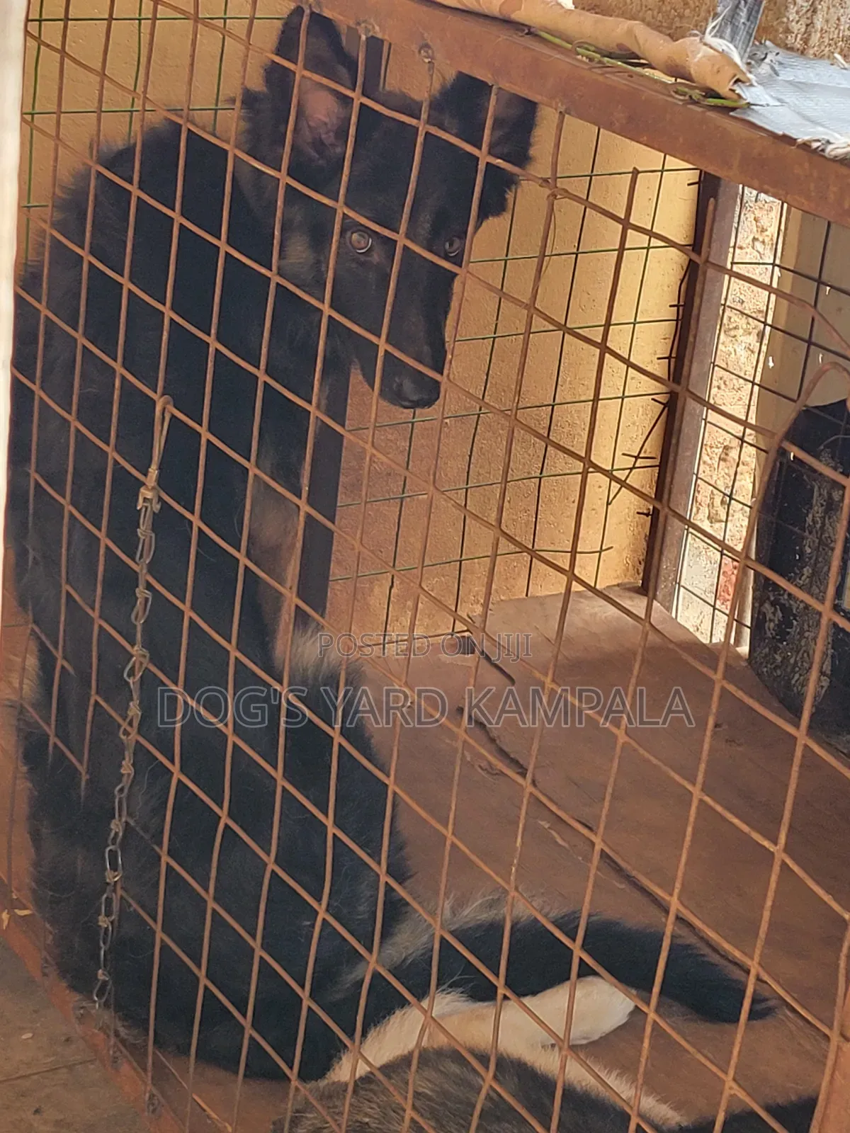 6-12 months Female Purebred German Shepherd