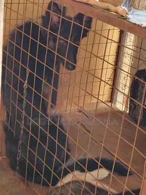 6-12 months Female Purebred German Shepherd