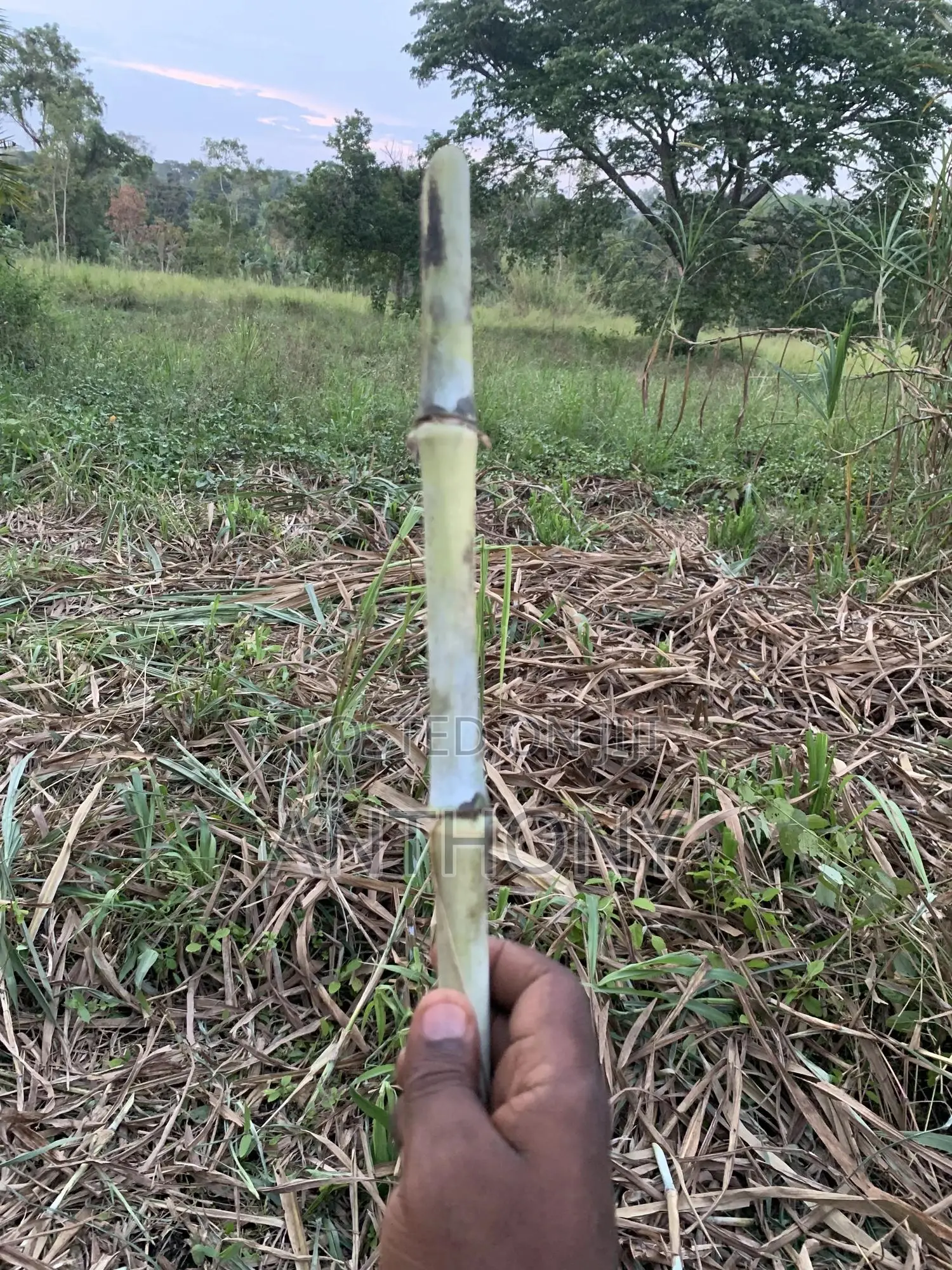 Super Napier Hybrid Pakichong
