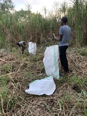 Super Napier Hybrid Pakichong