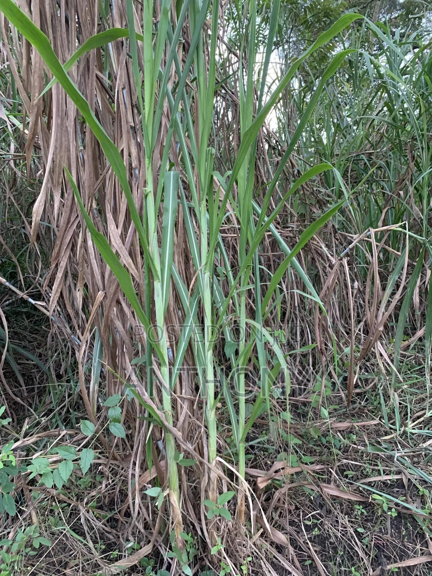 Super Napier Hybrid Pakichong