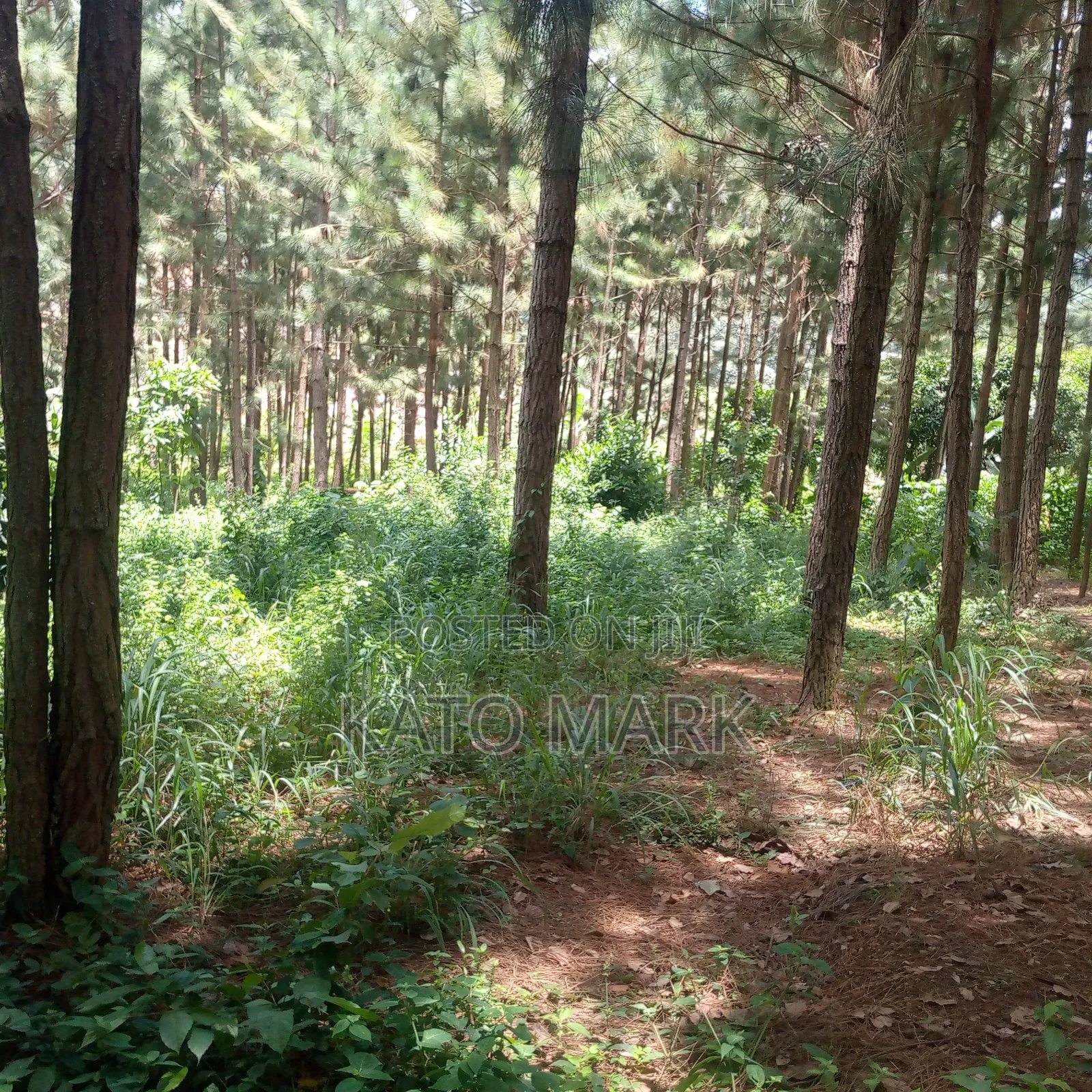 One Acre for Sale Located at Seeta Kikoza Town Mukono