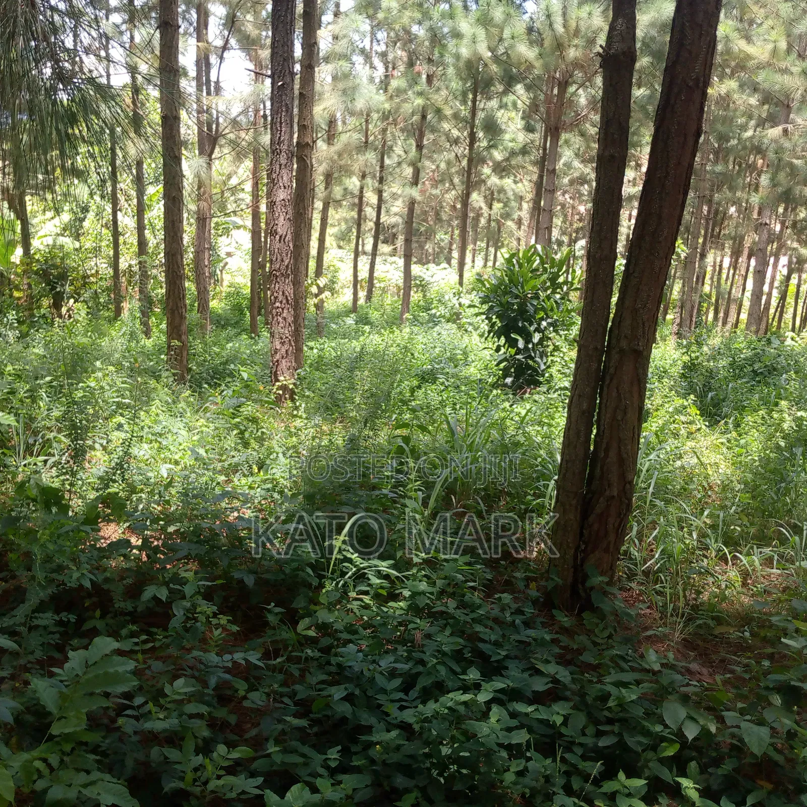 One Acre for Sale Located at Seeta Kikoza Town Mukono
