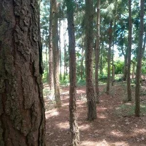 One Acre for Sale Located at Seeta Kikoza Town Mukono