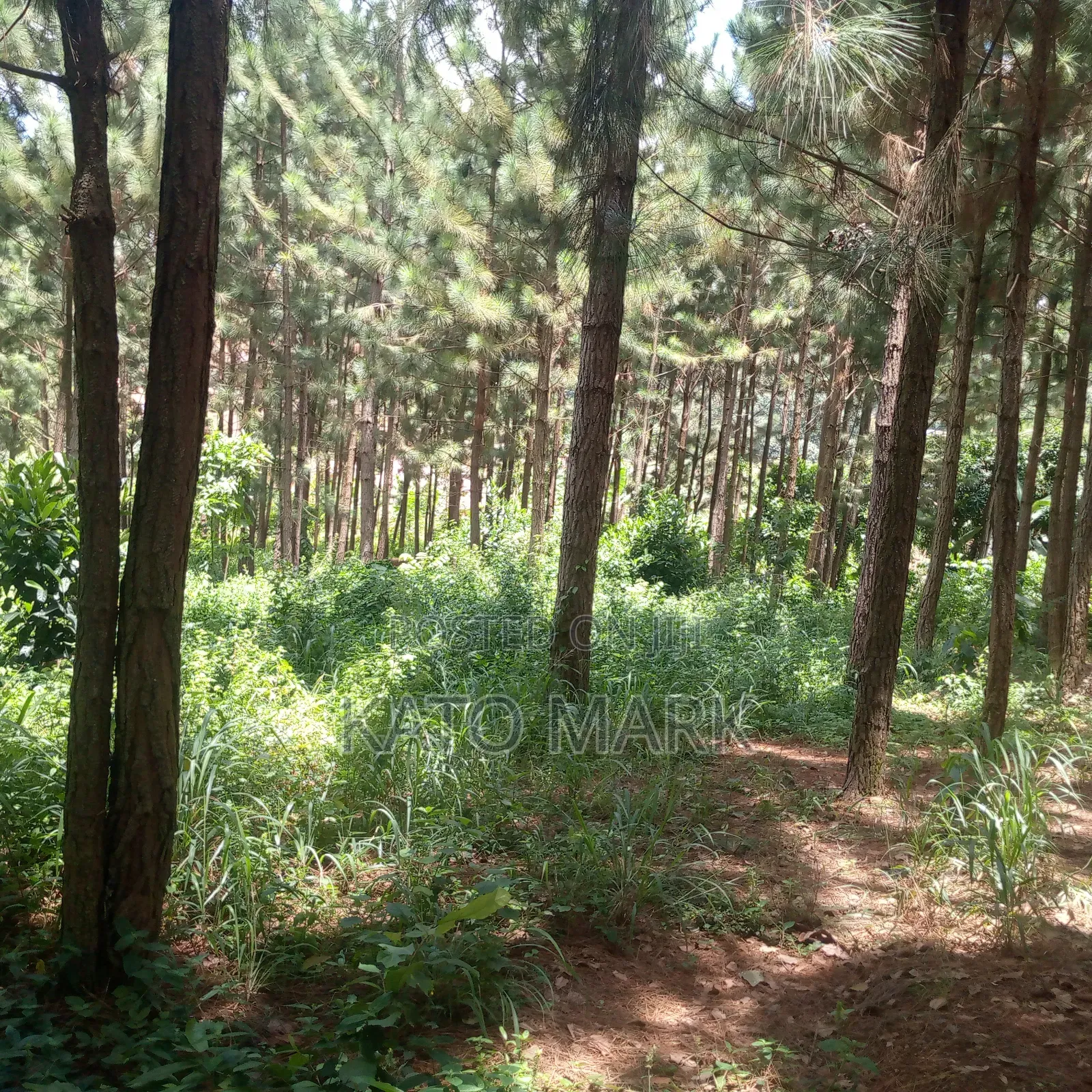 One Acre for Sale Located at Seeta Kikoza Town Mukono